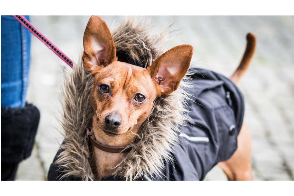 Was Hunde bei Eis, Kälte und Schnee brauchen Für Vierbeiner mit kürzerem Fell kann ein Hundemantel sinnvoll sein.