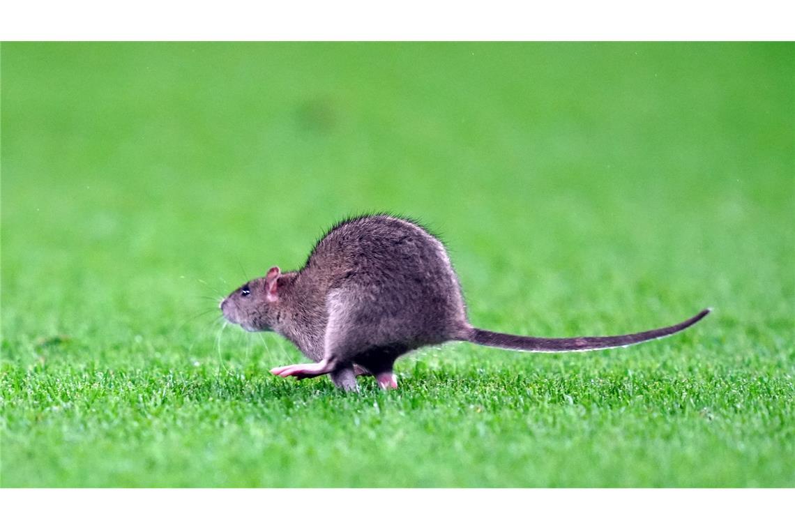 Fußball: WM-Qualifikation Europa, Wales - Belgien, Gruppenphase, Gruppe J, 8. Spieltag, Cardiff City Stadium. Eine Ratte läuft über das Spielfeld.