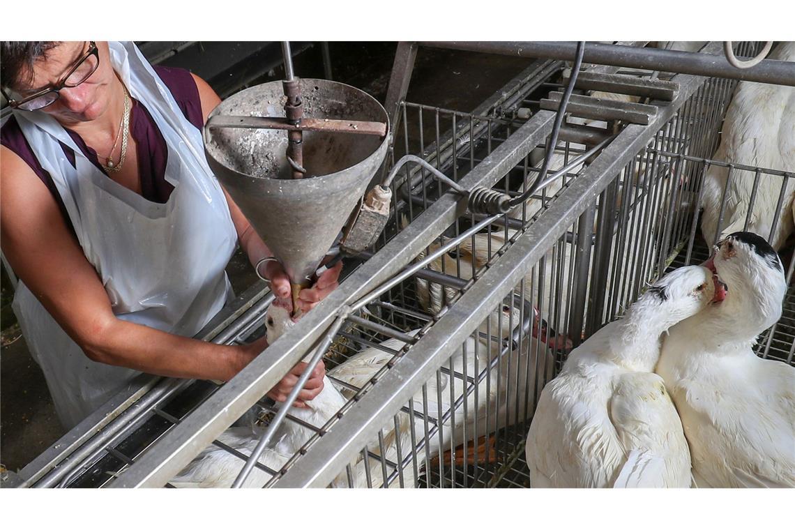 Stopfleber aus dem Labor: Foie Gras ohne Tierquälerei Gänse werden auf einem Hof in Belgien für die Produktion von Foie Gras (Stopfleber) gefüttert. (Archivbild)