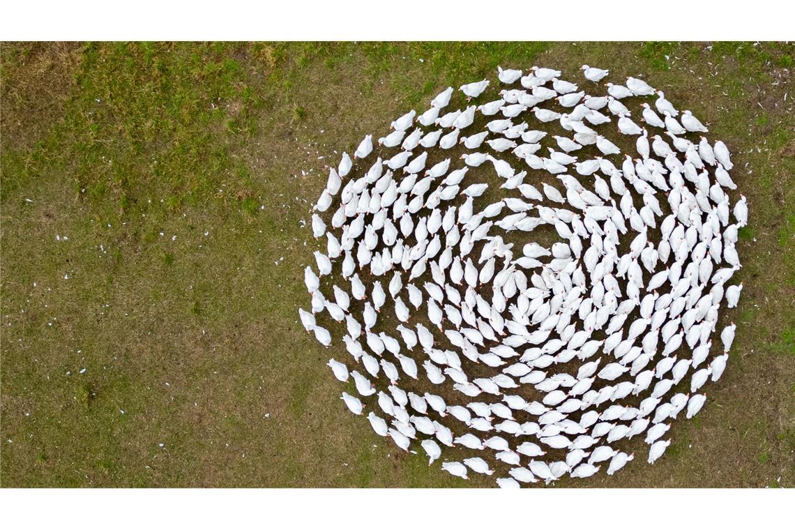 Bilder des Tages Gänsekreis