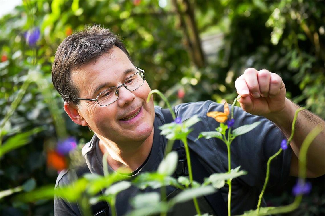 Warten auf Nachwuchs beim größten Schmetterling der Welt Gärtner Thomas Gengenbacher im Schmetterlingshaus der Wilhelma.