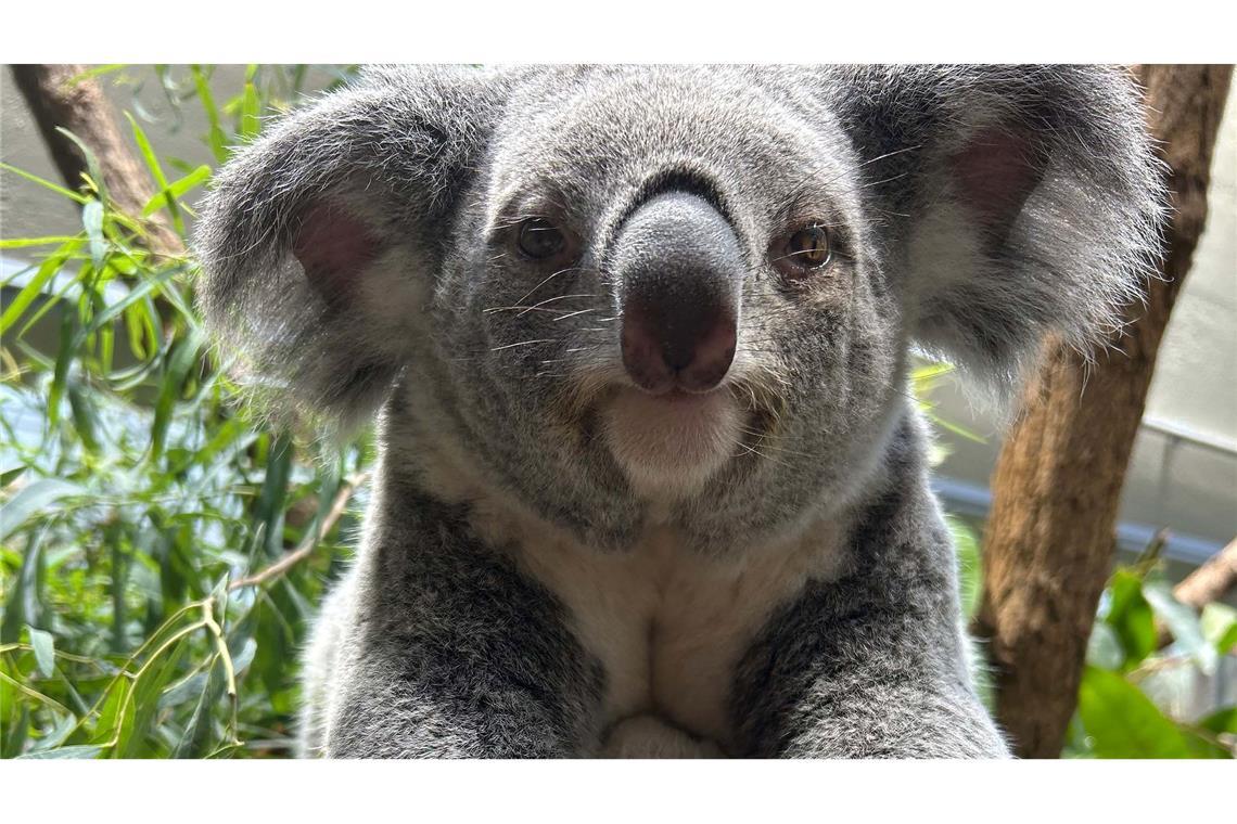 Stuttgarts Koala-Nachwuchs kommt neugierig aus den Beuteln Ganz vorsichtig strecken die jungen Tiere Köpfchen und Beinchen aus dem Beutel der Mama.