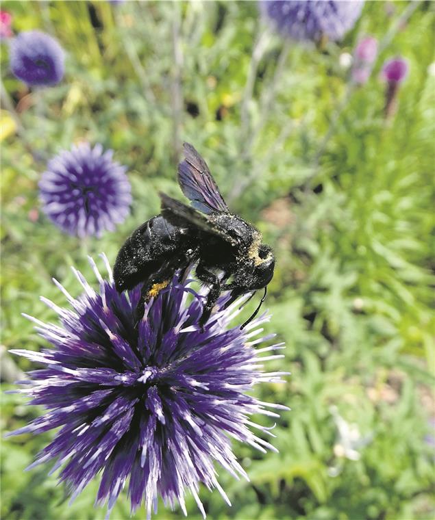 Wildbiene, Kauz und Salamander Gedeckter Tisch für Wildbienen. Sie sind für die Bestäubung der Blüten von Obstbäumen, Gemüsepflanzen und Blumen wichtig. Foto: privat