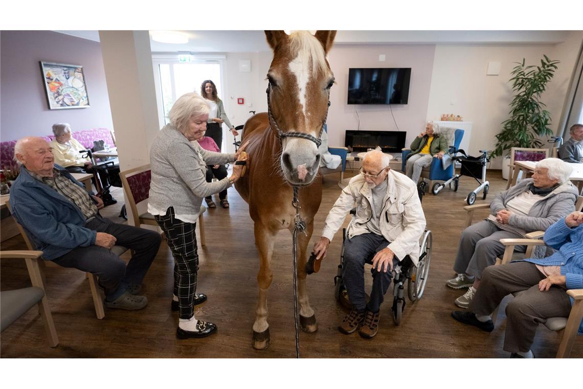 Kommt ein Pferd in den Speisesaal - Stute besucht Pflegeheim Geduldig lässt sich die Haflinger-Stute striegeln.