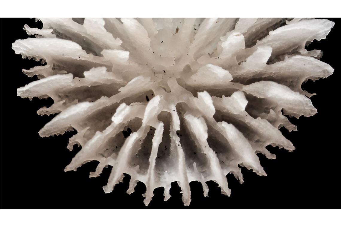 Gefunden wurden die Korallen in über 4000 Meter Tiefe zwischen Hawaii und Mexiko.