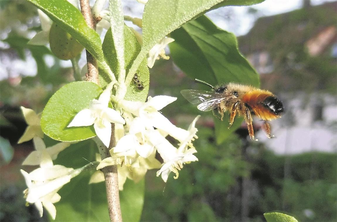 Blüten und bleibende Rückzugsorte Gefundenes Fressen: Eine Wildbiene steuert auf Blüten zu, die sie in einem Garten findet, der nach den Empfehlungen der Fachleute entsprechend gut ausgestattet ist. Foto: H. Schäfer