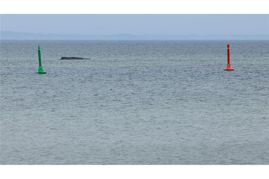 Gegen eine mögliche Tötung des Wals, um ihn von seinen Leiden zu erlösen, spricht laut Expertin einiges.