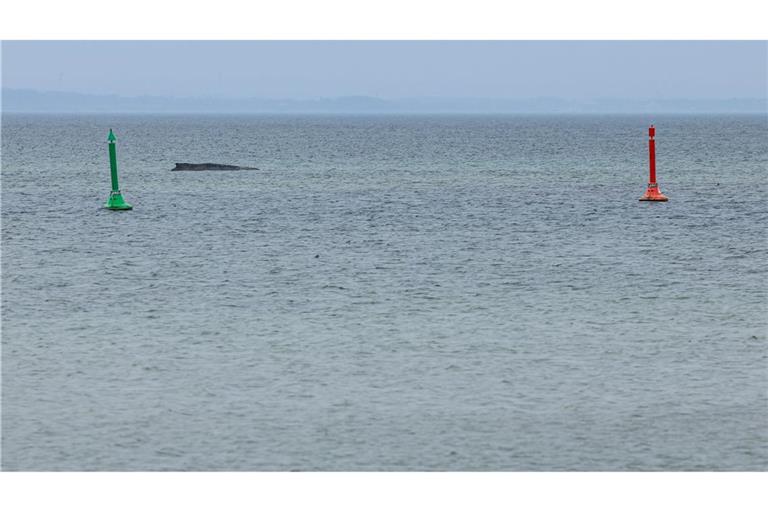 Gegen eine mögliche Tötung des Wals, um ihn von seinen Leiden zu erlösen, spricht laut Expertin einiges.