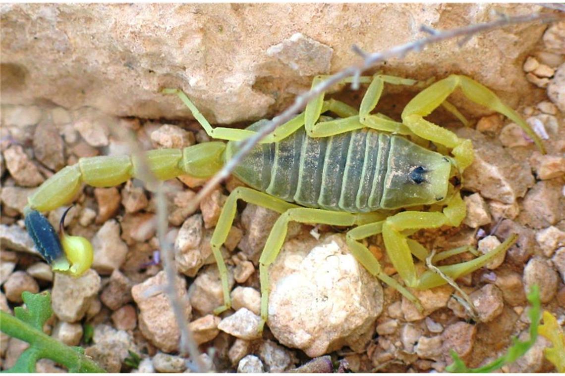 Gelber Mittelmeerskorpion (Leiurus quinquestriatus): Der Biss des bis zu zehn Zentimeter großen Skorpions ist absolut tödlich. Nach starken Schmerzen tritt der Tod rasch ein. Der Skorpion lebt in der Türkei, Nordafrika und der arabischen Halbinsel.