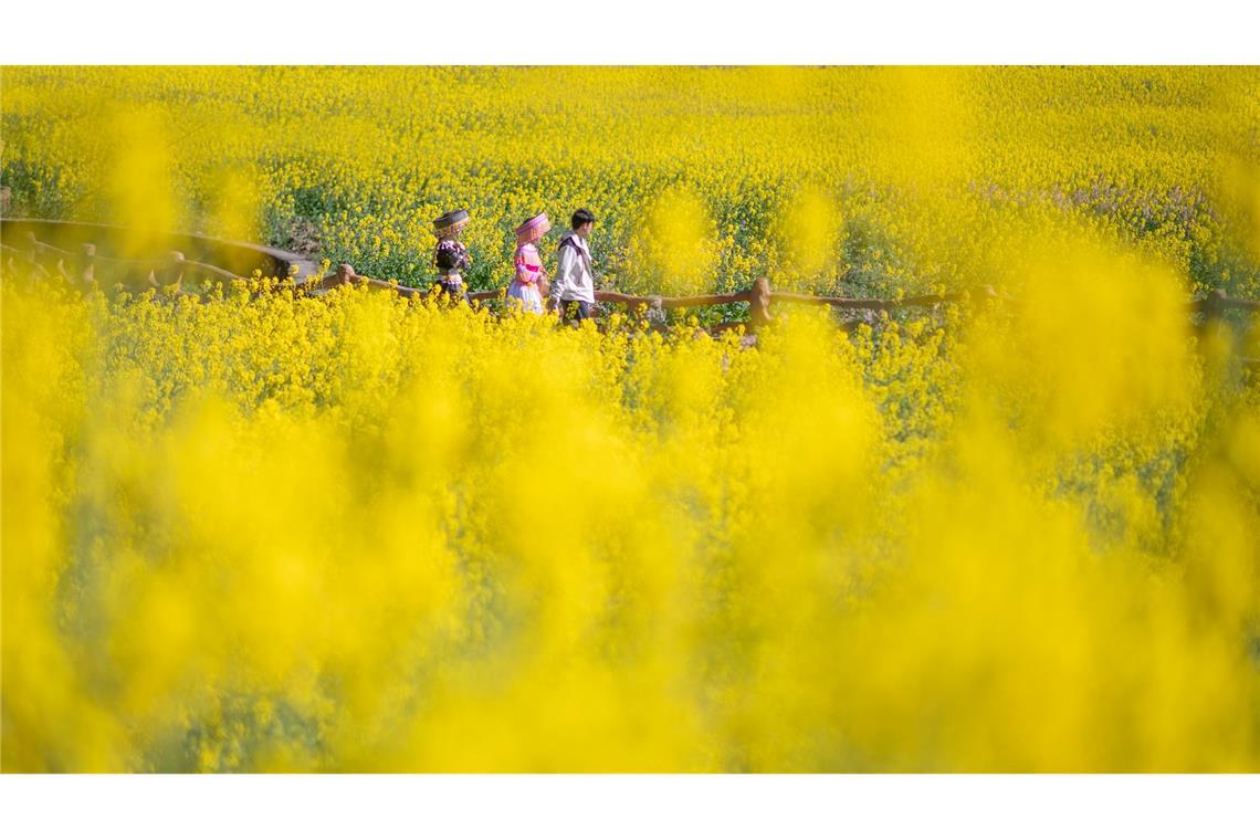 Gelbes Rapsfeld - Frühling in China