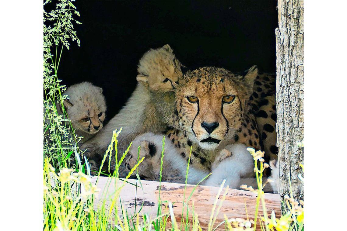 Wilhelma feiert Geburt von Gepardenbabys Gepardin Niara mit ihrem Nachwuchs in der Wilhelma.