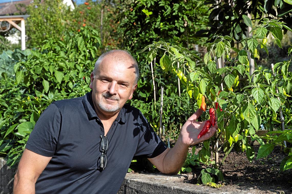 Der Chiliflüsterer Gerd Ihles Chilis gedeihen im eigenen Garten in Siegelsberg prächtig. Hier zeigt er die Sorte „Pimento Artosa“, die aus Brasilien stammt. Fotos: J. Fielder