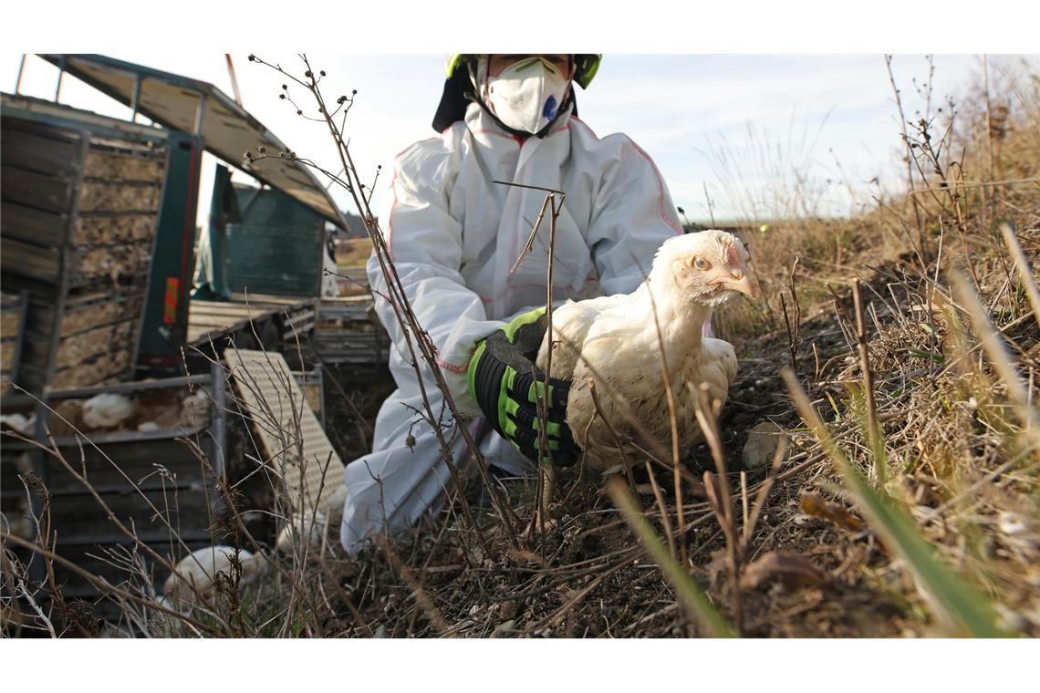 Gerettet: Feuerwehrmann Dustin fängt ein Huhn am Fahrbahnrand der A36 ein. Ein mit 5000 Hühnern beladener Lkw war auf der Autobahn zwischen Quedlinburg und Thale verunglückt.