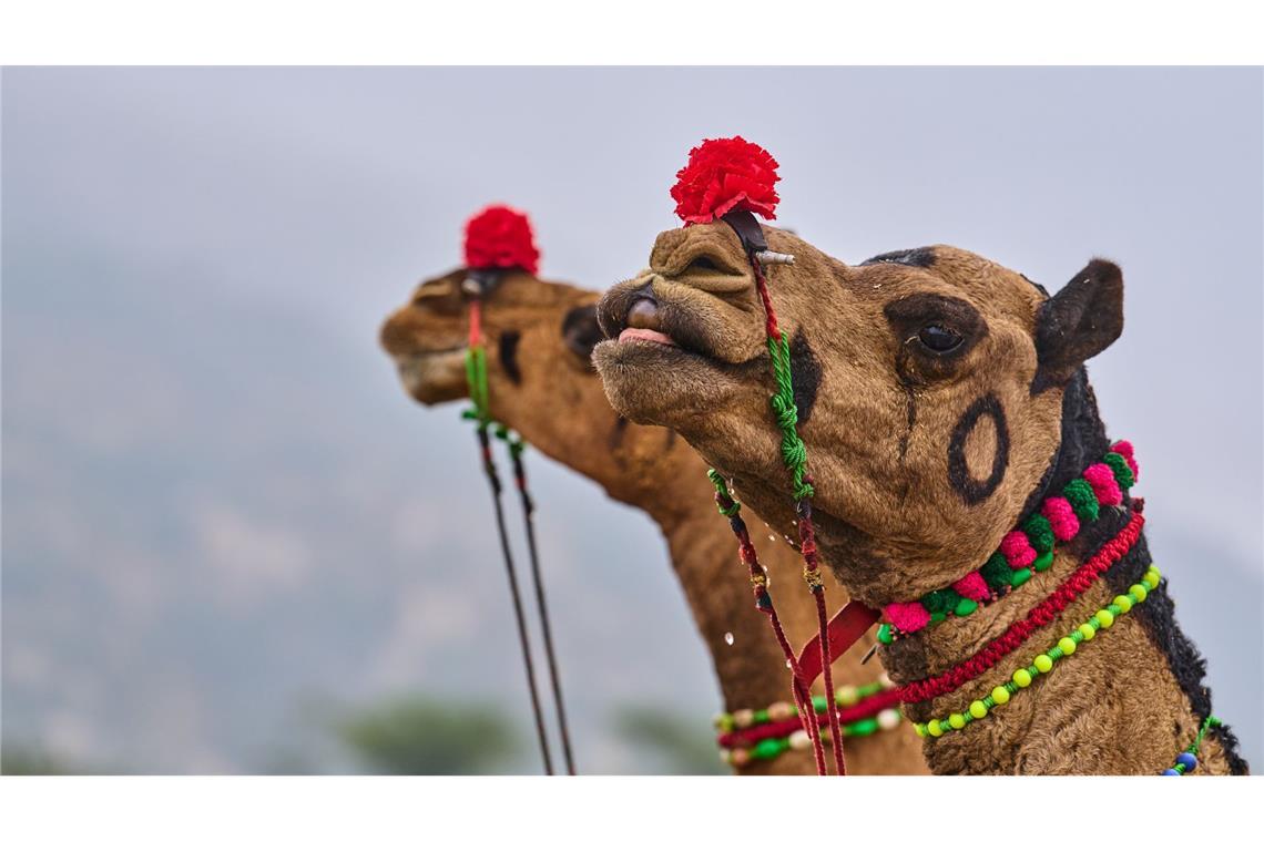 Geschmückte Kamele auf dem jährlichen Viehmarkt in Pushkar, im westindischen Bundesstaat Rajasthan in Indien.