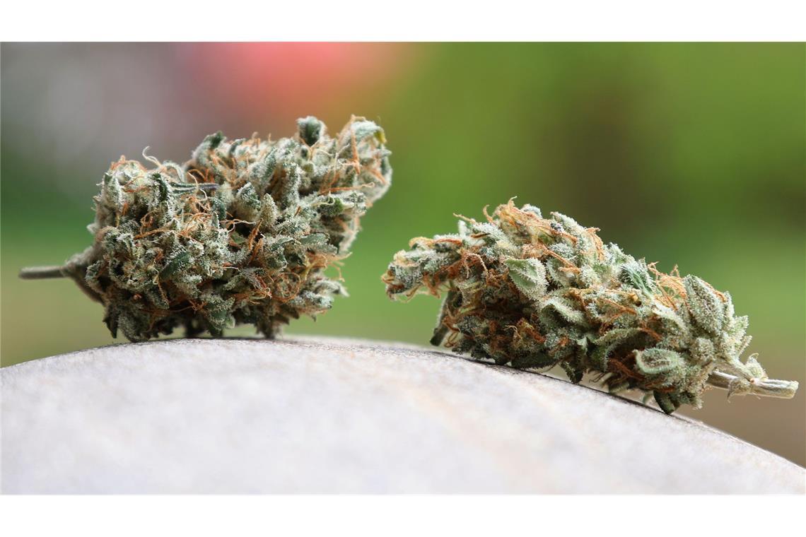 Cannabis-Importe im Jahr 2024 sprunghaft angestiegen Getrocknete Cannabis-Blüten. (Archivbild)