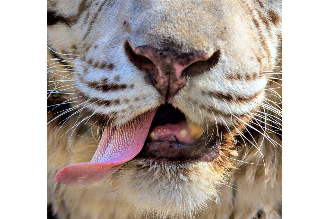 Aktionen am Welttag des Tigers Gewaltige Raubkatzen: Tiger faszinieren viele Menschen.