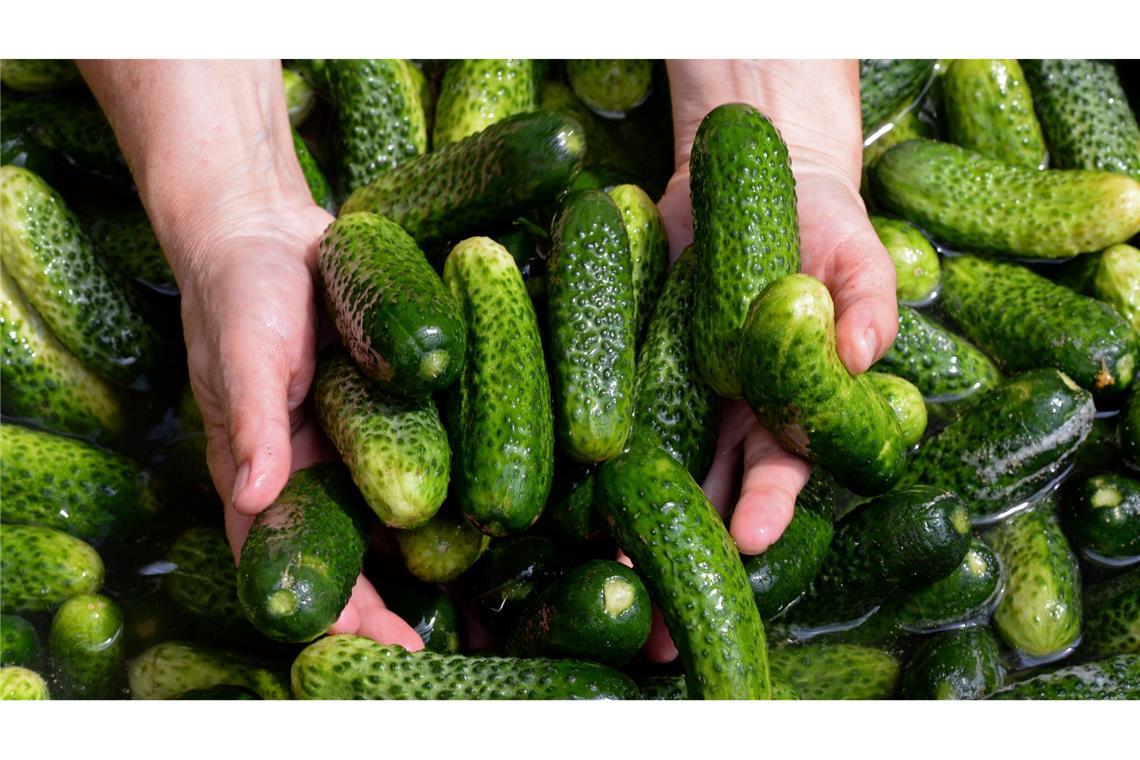 Gurken, Chemnitz, Abstinenz: Was 2025 angesagt sein könnte Gewürzgurken-Margaritas, Gewürzgurken-Pommes und sogar Gewürzgurken-Kuchen - wird das ein Foodtrend? (Symbolbild)