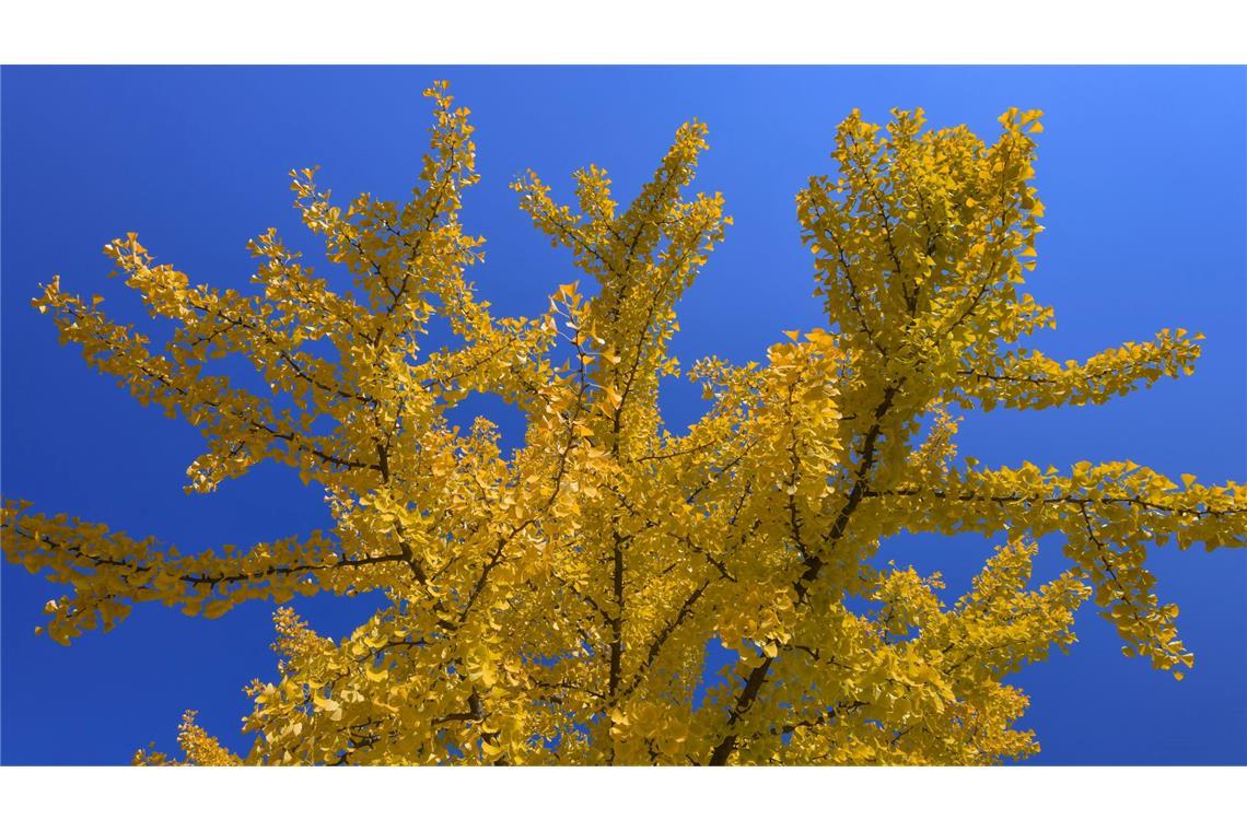 Warum behält der Tannenbaum seine Nadeln? Ginkgos gehören weder zu den Laub- noch zu den Nadelbäumen. (Archivbild)