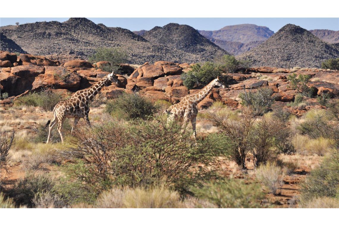 Erstmals Handelsverbot für Haiarten: Artenkonferenz endet