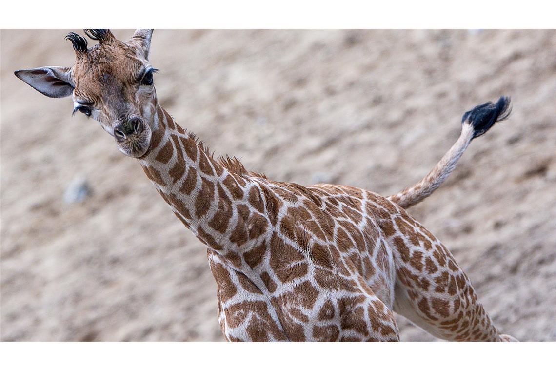 Giraffen-Baby erstmals draußen im Schweriner Zoo zu sehen Giraffen-Bulle Mojo erkundete erstmals das Außengehege des Schweriner Zoos.