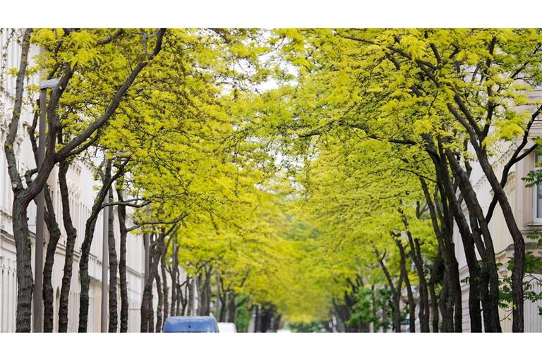 Gleditschien zählen zu den "Klimabäumen"- sie können auch Hitze in der Stadt vertragen.