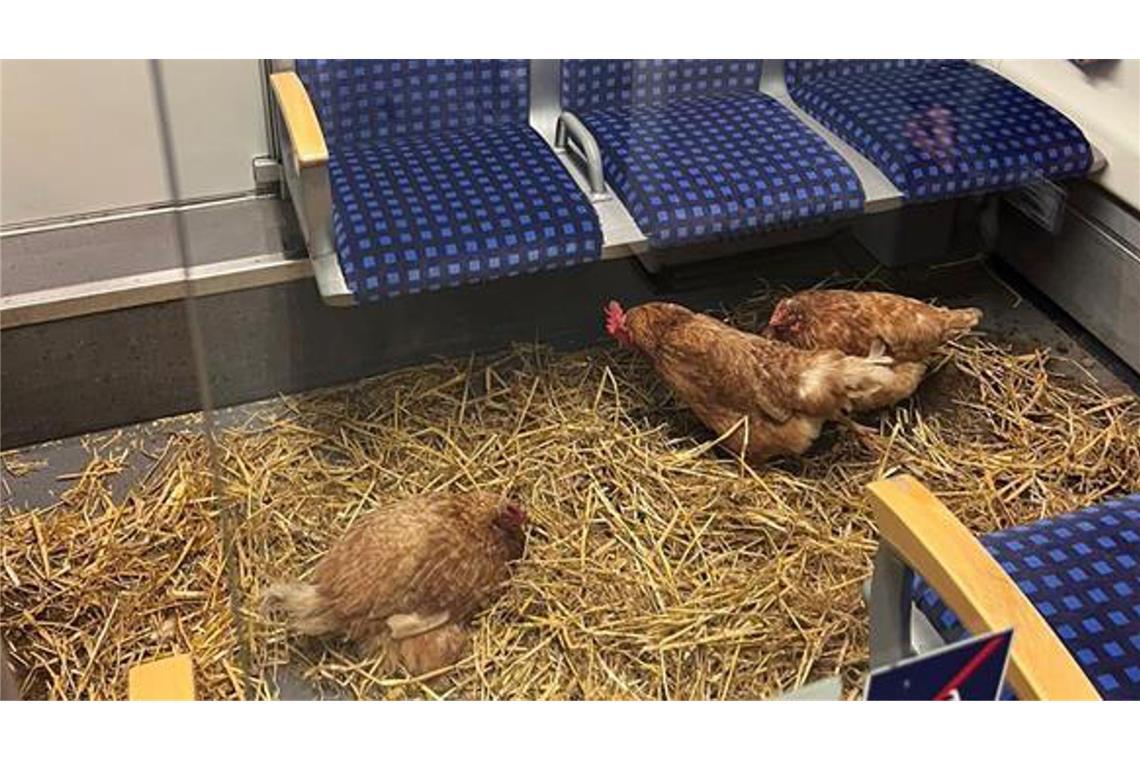 S-Bahn als Hühnerstall missbraucht Glückliche Hühner im Bahnabteil?