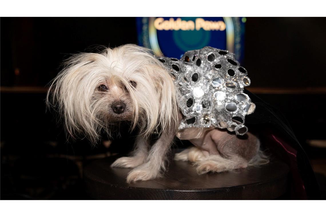 Golden Globes Mode für Hündchen Suki
