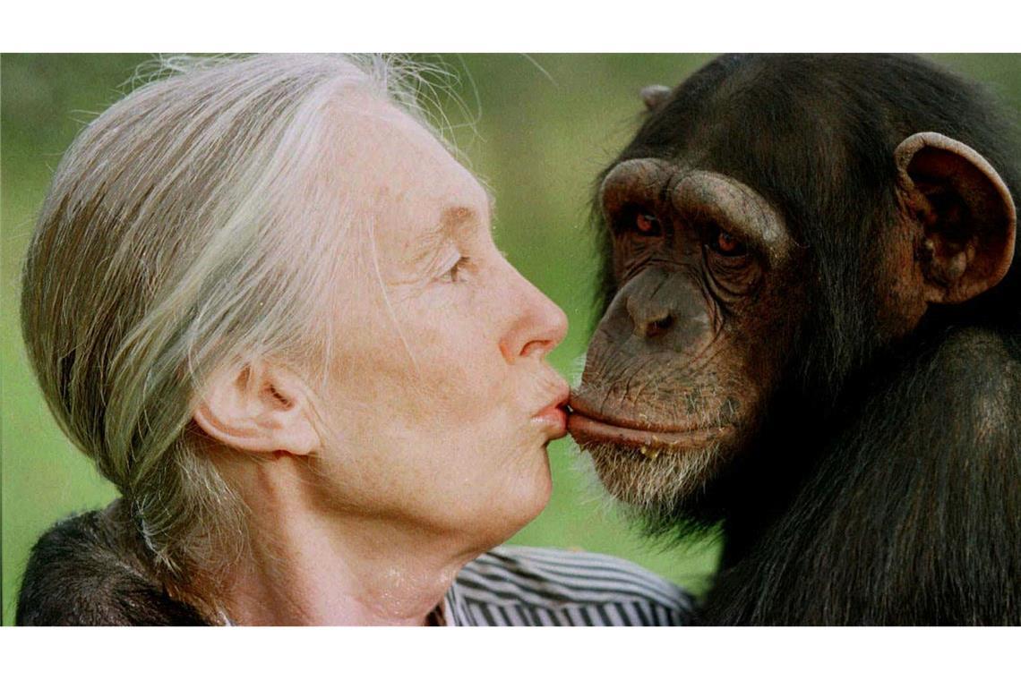 "Schimpansen-Mama" Jane Goodall ist tot Goodall revolutionierte die Erforschung von Primaten. (Archivbild)