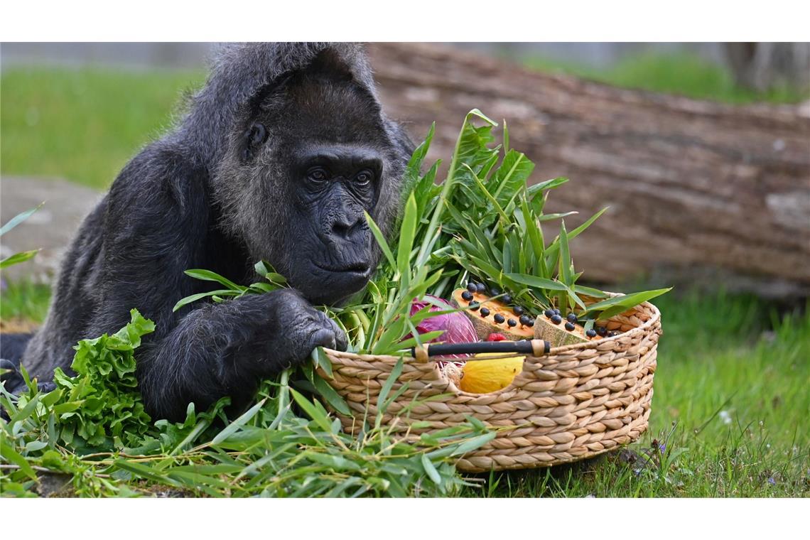 Gorillas zählen zu den Arten, deren Erhalt hohe Priorität hat.