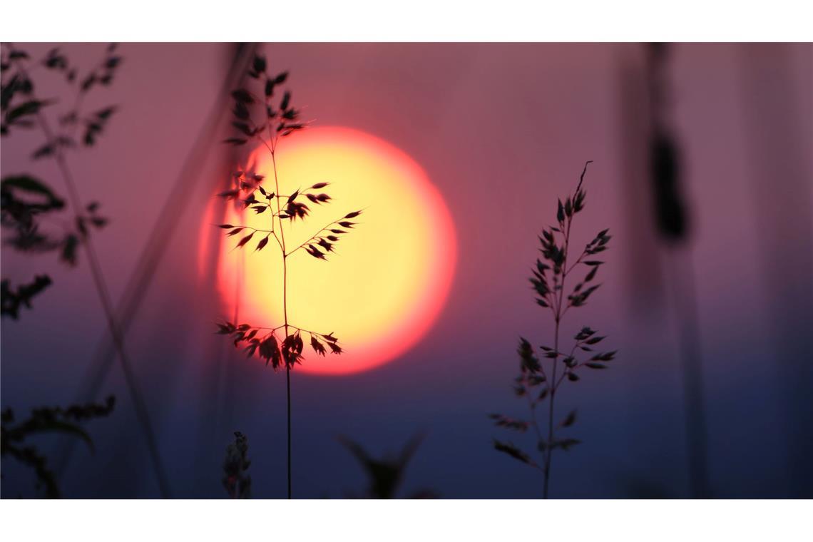 Bilder des Tages Gräser stehen auf einer Wiese, über der die Sonne aufgeht.