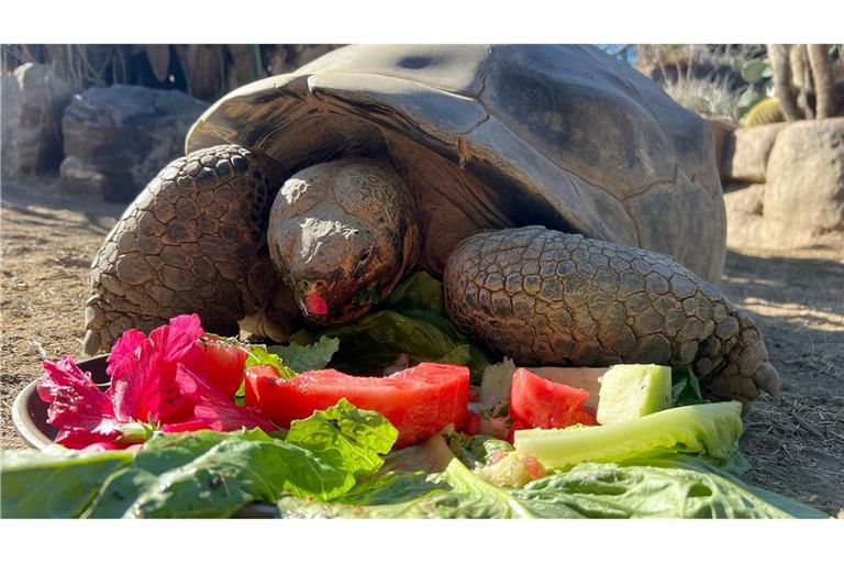 Gramma wurde sehr alt.