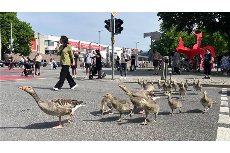 Graugänse gehen mit ihrem Nachwuchs ordnungsgemäß über eine Ampel vom Maschsee in den Maschpark in Hannovers Innenstadt.