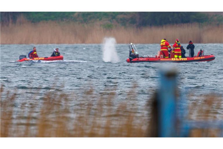 Greenpeace: "Der Stress für das Tier ist enorm."