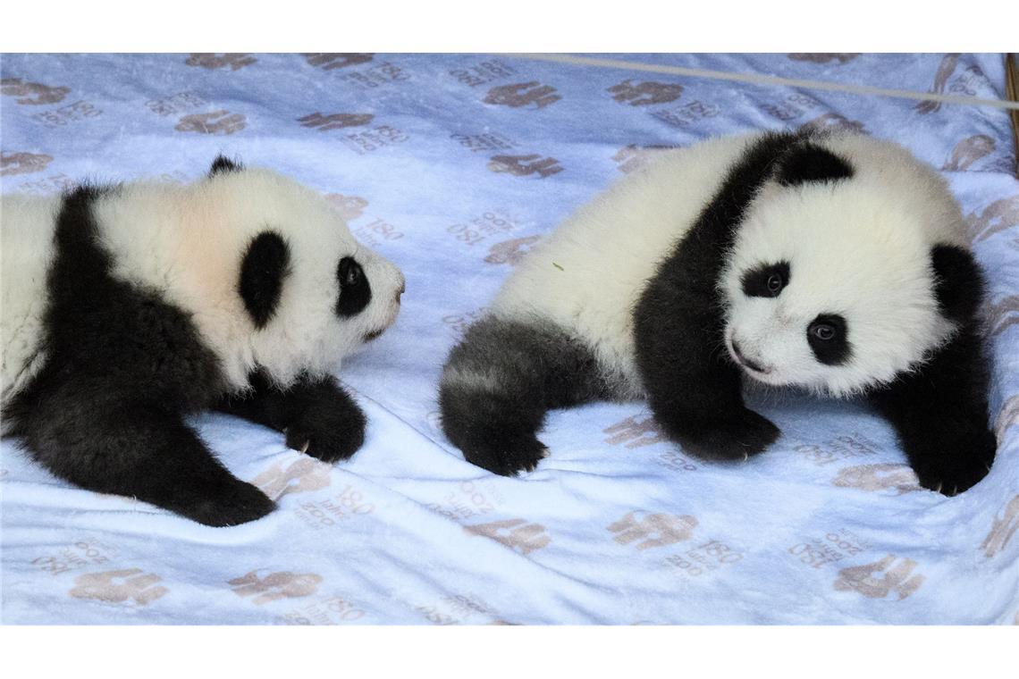 Warum wir Tierbabys so süß finden Großer Kopf, tapsig (Archivbild).