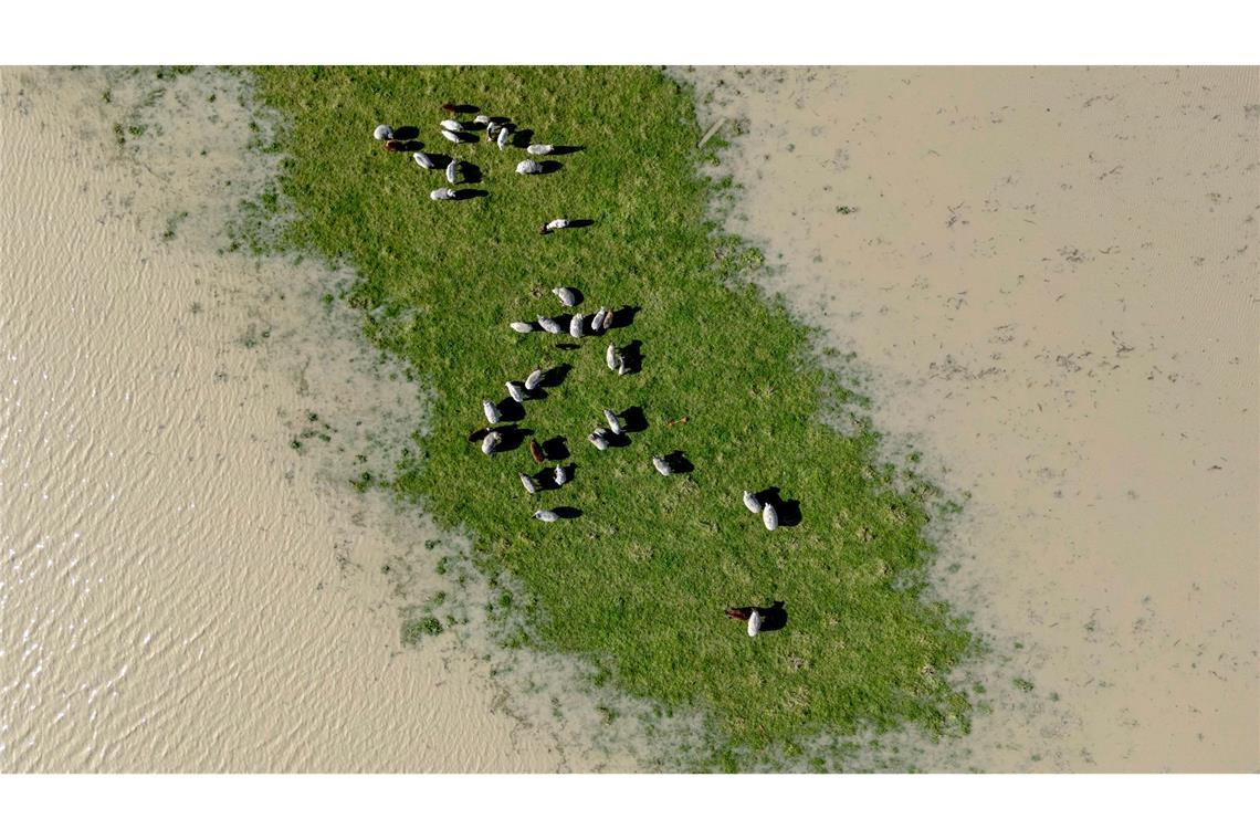 Bilder des Tages Grüne Insel - Schafe stehen auf einer überfluteten Wiese