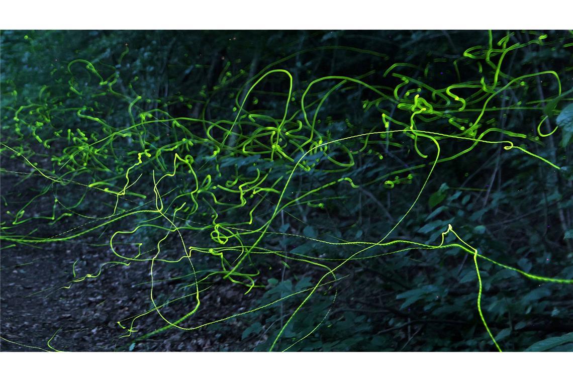Grüne Leuchtspuren im Wald - Glühwürmchen unterwegs