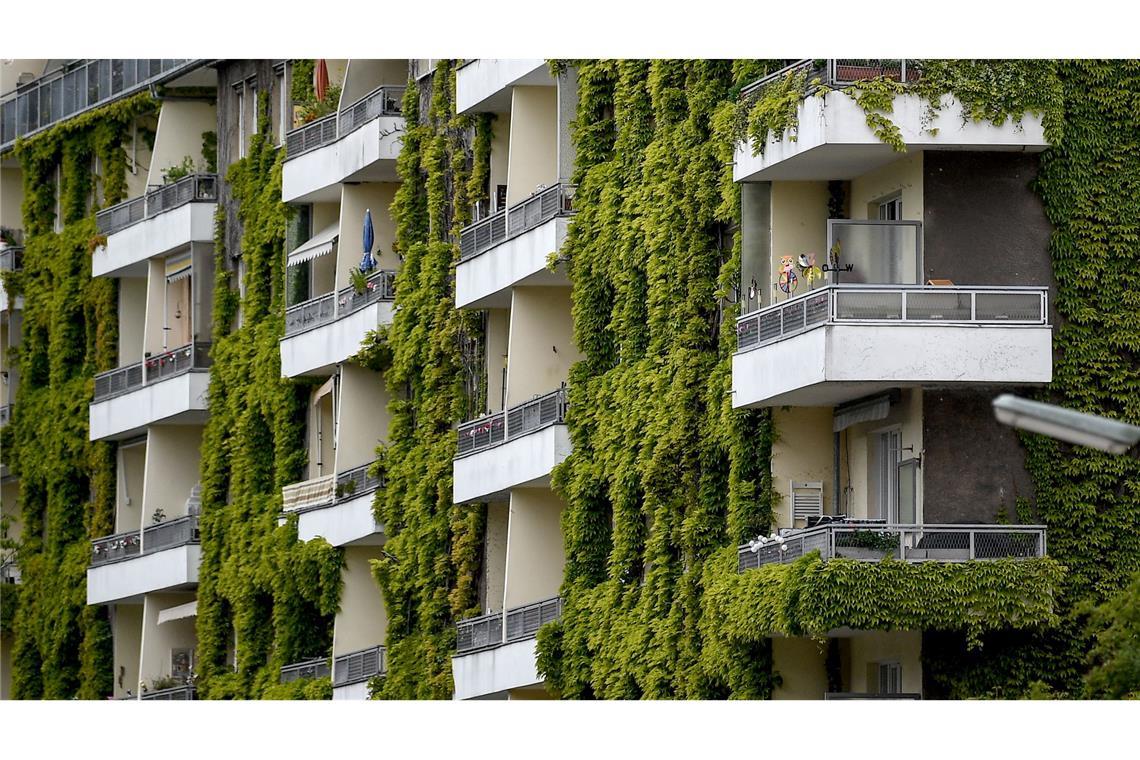 Städte im Hitze-Check: Heißes Mannheim, kühles Hattingen Grünpflanzen schaffen Verdunstungskühle - auch wilder Wein wie hier an einer Fassade in Berlin.