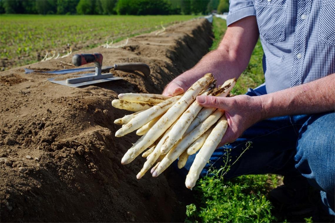 Ab wann gibt es Spargel? Saisonstart 2025 Grundsätzlich beginnt die Spargelsaison je nach Witterung zwischen Mitte März und Anfang April.