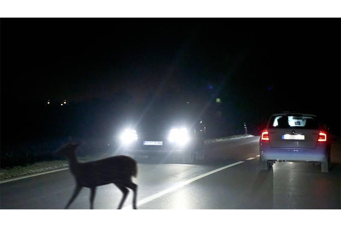Grundsätzlich gilt: Im Wald und an Feldrändern Fuß vom Gas.