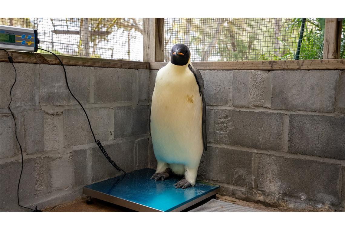 Weit weg von Zuhause: Kaiserpinguin strandet in Australien Gus wird regelmäßig gewogen, um seine Fortschritte zu überprüfen.