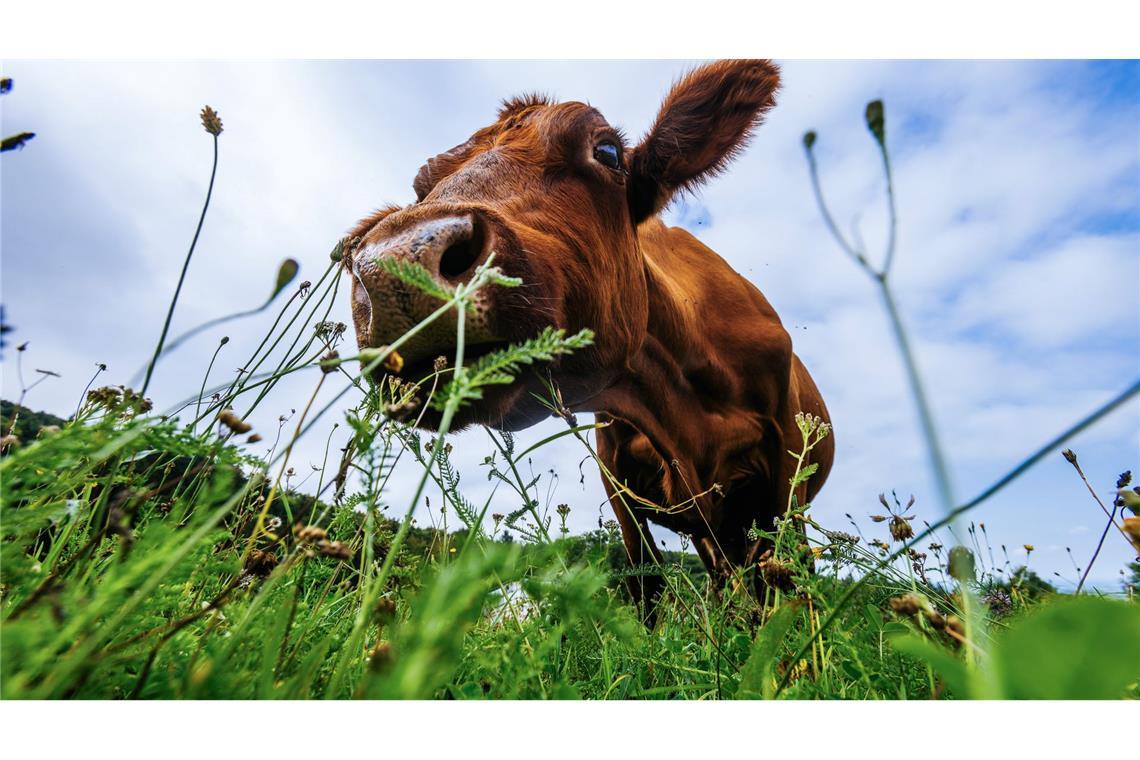 Bilder des Tages Guten Appetit! Eine Kuh grast auf einer Wiese in Baden-Württemberg.