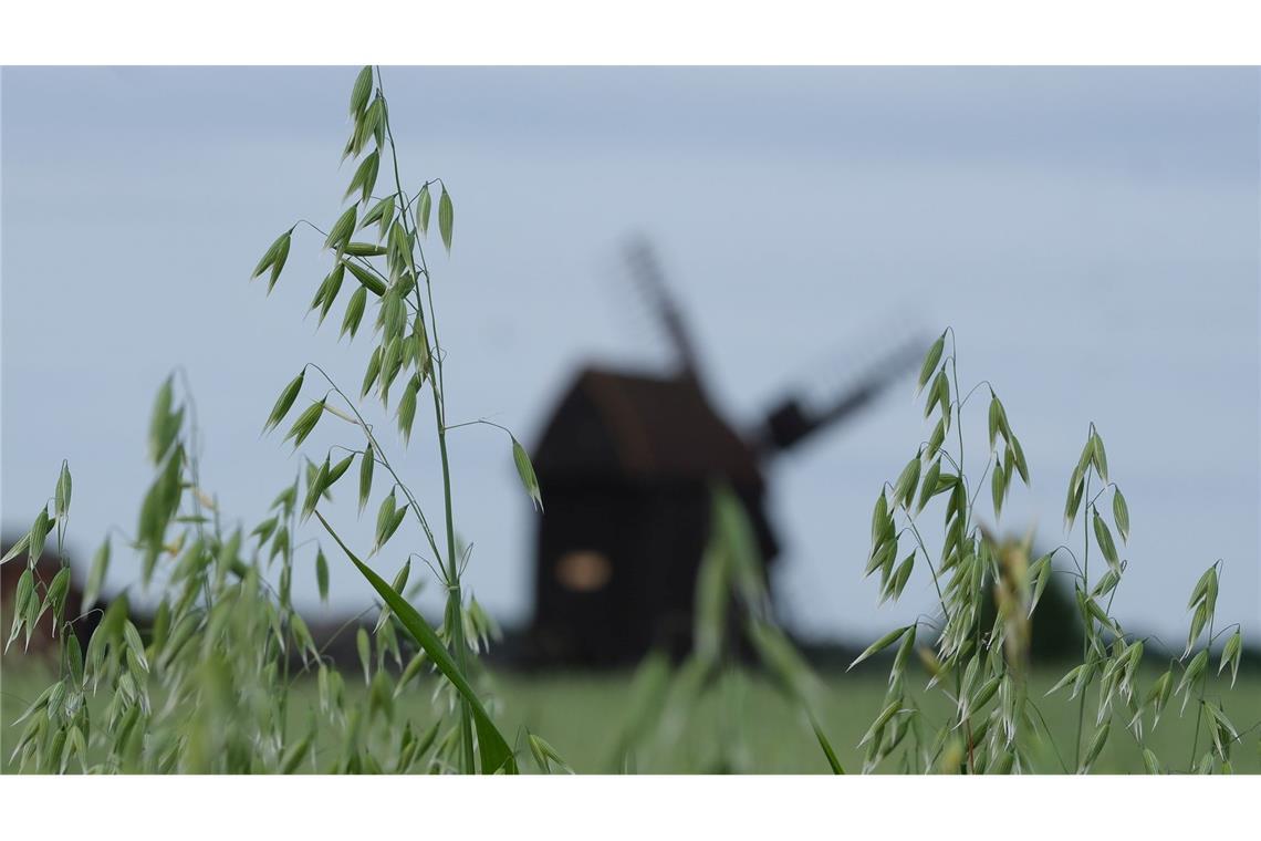 Bilder des Tages Hafer steht auf einem Feld bei Tiefensee in Nordsachsen unweit einer Windmühle. Am Pfingstmontag wird in Deutschland traditionell der Deutsche Mühlentag begangen.