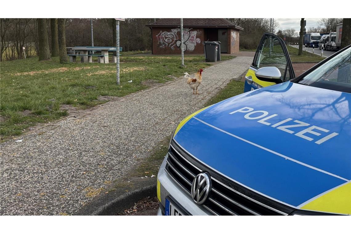 Hahn Hermann vom Autobahn-Rastplatz jetzt in Sicherheit Hahn Hermann wurde von privaten Tierrettern eingefangen. (Archivbild)