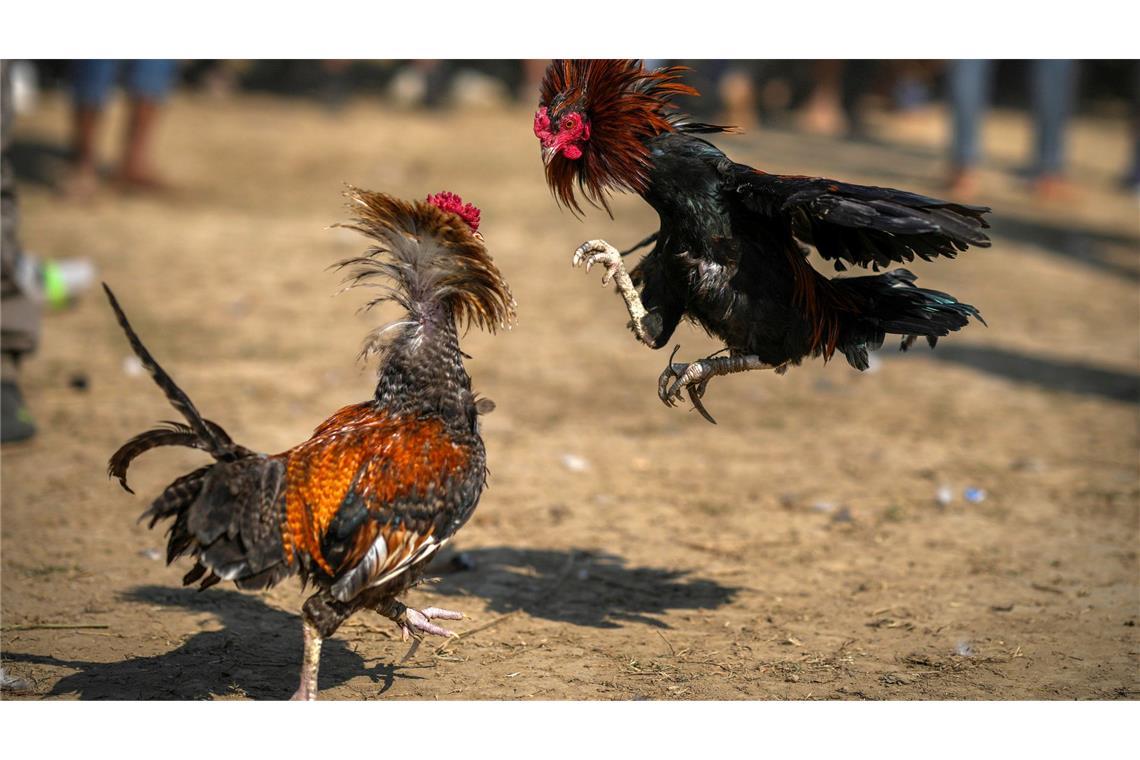 Es war einmal das Huhn - Wissenswertes um Ei und Gackertier Hahnenkämpfe gab und gibt es in vielen Ländern der Welt. (Archivbild)