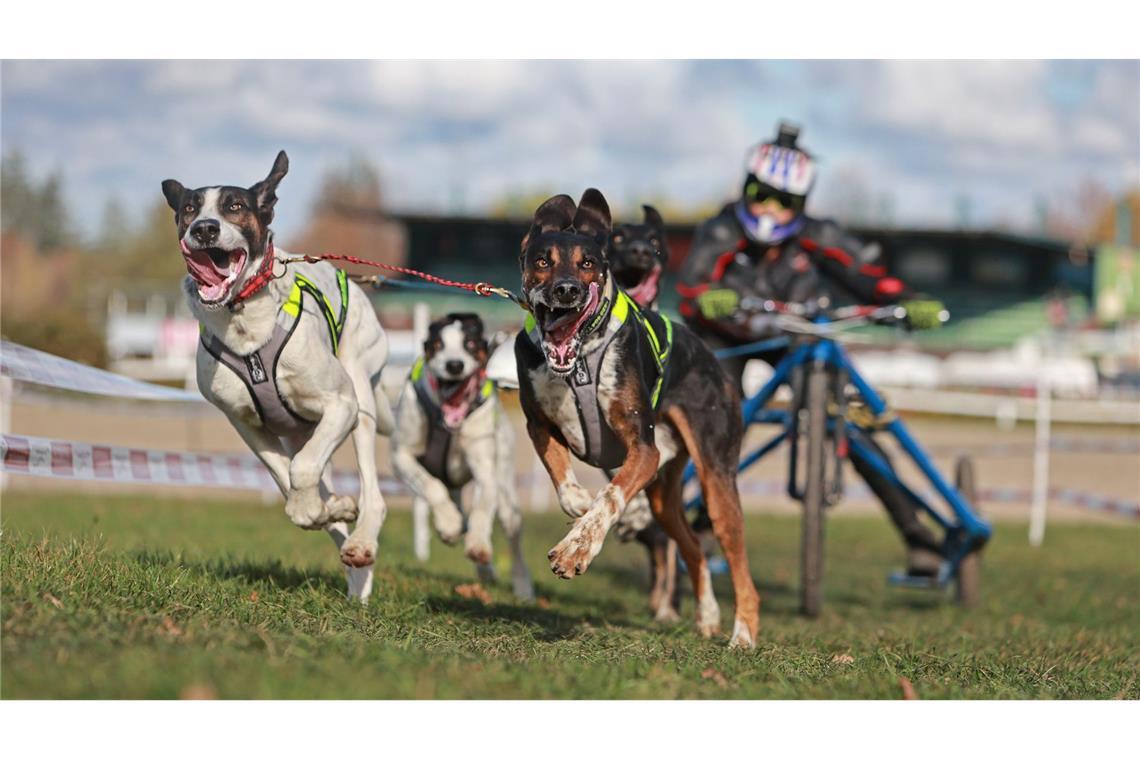 Harzer Luchstrail: Beim Hundeschlittenrennen im Harz geht es zur Sache.