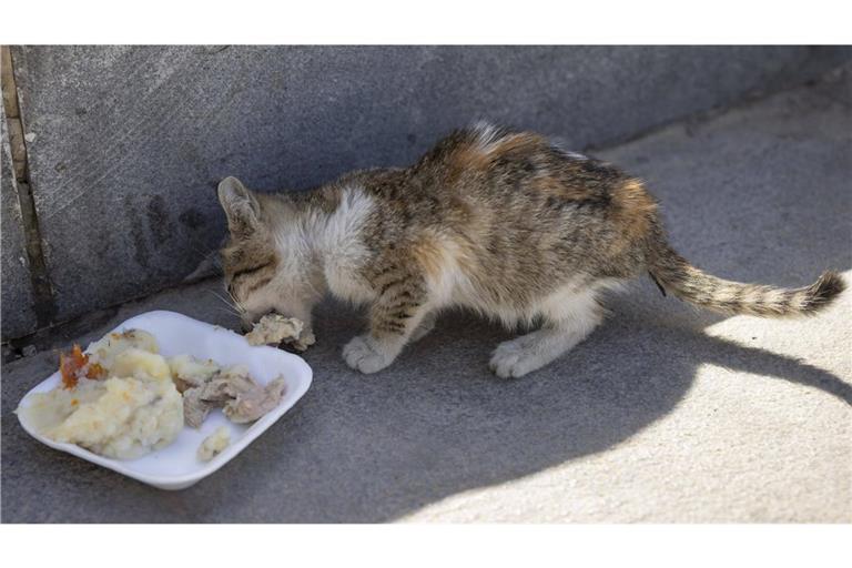 Hat jemand die Katzen vergiftet? (Symbolbild)