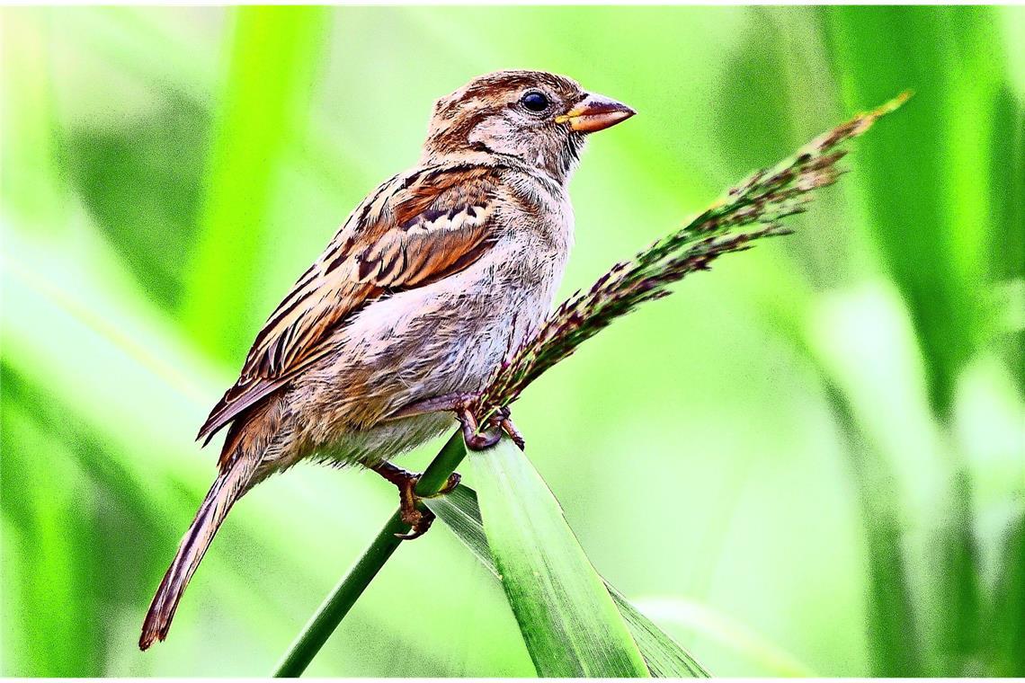 Haussperling (Passer domesticus).