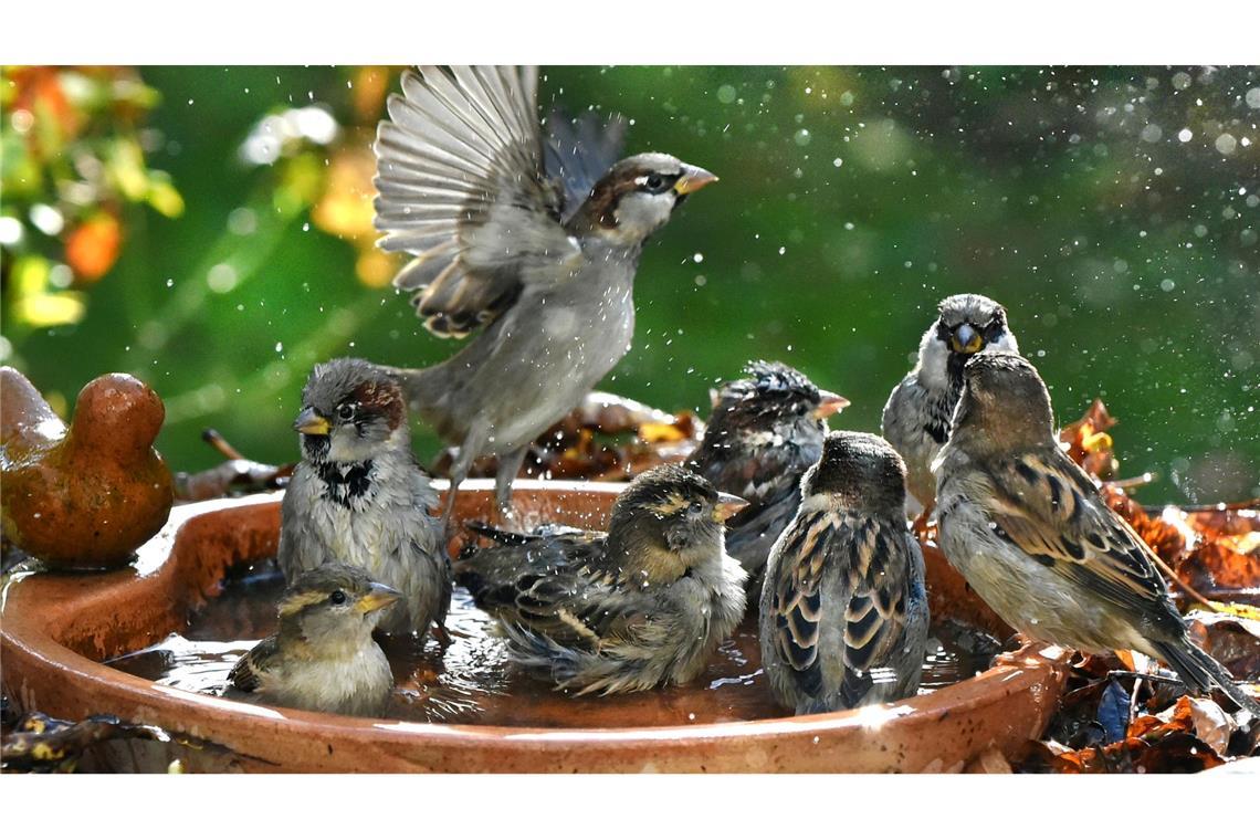 Haussperlinge baden in einer Vogeltränke.