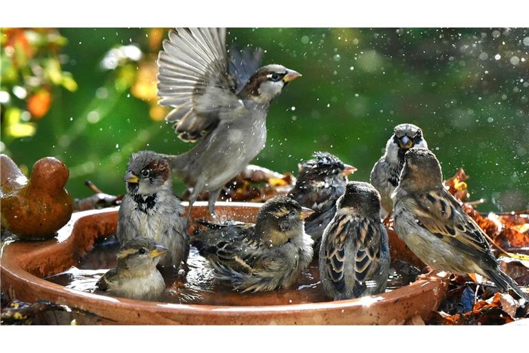 Haussperlinge baden in einer Vogeltränke.