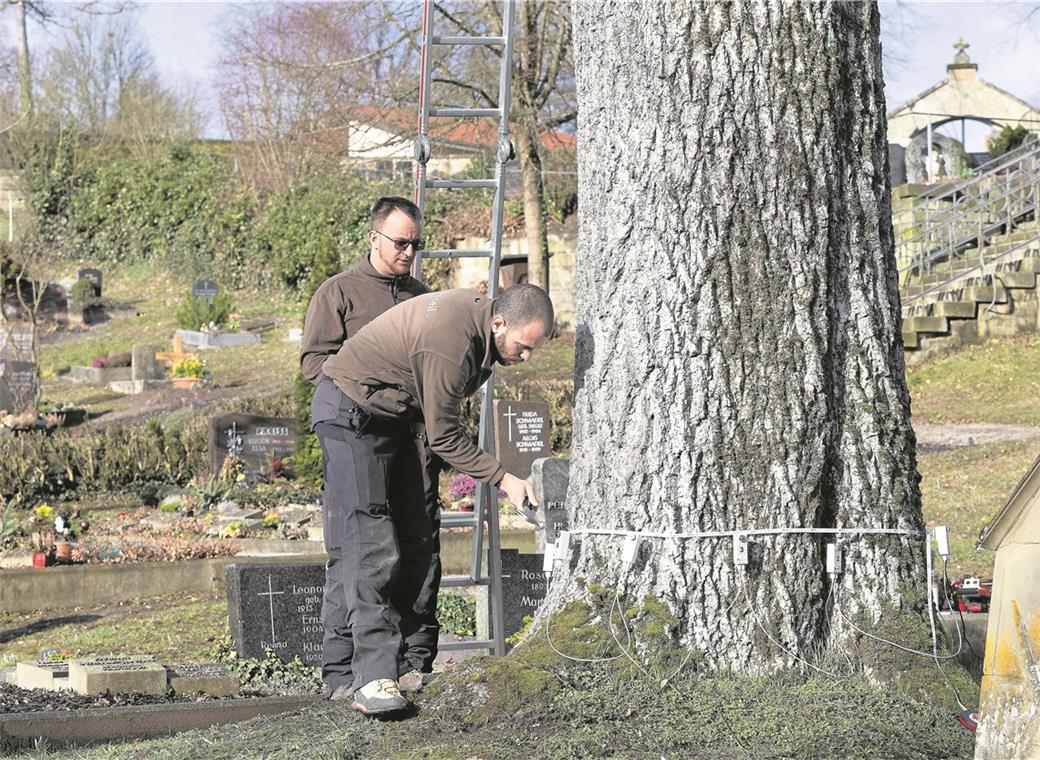 Alte Esche hat einen Untersuchungstermin Heiko Münzing (vorne) und Thomas Friedrich sind gerade dabei, Sensoren am unteren Stamm anzubringen, um später mithilfe einer Schalltomografie beurteilen zu können, ob das Holz noch in gutem Zustand ist oder möglicherweise größere nasse und faule Stellen aufweist. Fotos: J. Fiedler